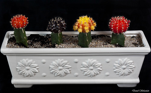 緋牡丹(ヒボタン)ってどんなサボテン?上手な育て方・管理のコツ!