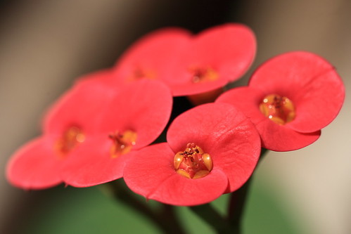 ハナキリン（花麒麟）の育て方！植え替えや剪定の仕方など詳しく解説！