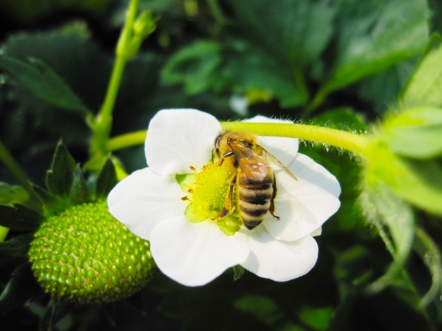 自家受粉とは?他家受粉との違いは?自家受粉する代表的な植物も紹介!