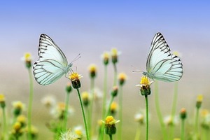 「受粉」とは？その意味・定義や仕組みをわかりやすく図解で解説！