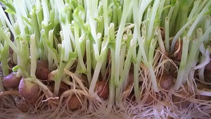 なぜ水耕栽培でも根腐れはするのか？その理由や予防＆治療法を解説！