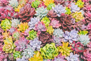 多肉植物の徒長の原因と対処方法！伸び過ぎたサボテンはどう世話する？