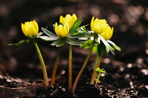冬の草花ランキング人気TOP30！冬に植える・咲く・オススメの花は？