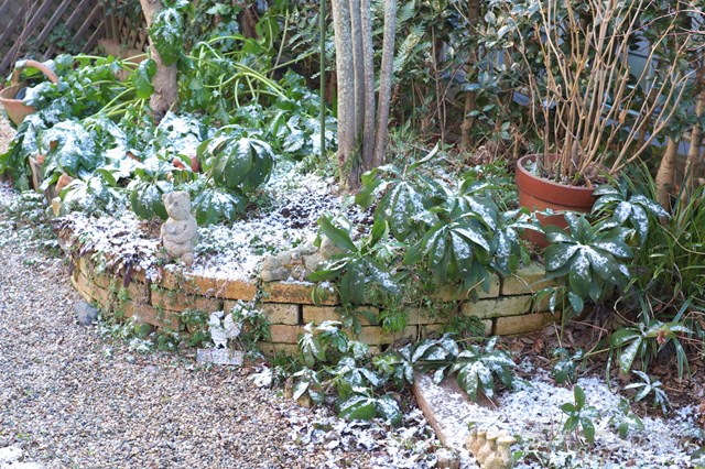 冬のガーデニングはこれだ!冬にこそ植えるべき品種&冬の花壇の作り方!