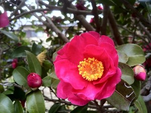 11月に咲く・咲いている代表的な花10選！各種、特徴や花言葉を紹介！