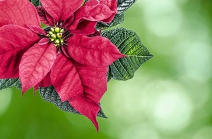12月に咲く・咲いている代表的な花一覧！各種の特徴や花言葉を紹介！