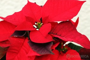 ポインセチアの特徴や花言葉を紹介！クリスマスといえばポインセチア？