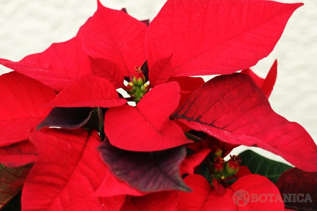 ポインセチアの特徴や花言葉を紹介!クリスマスといえばポインセチア?のイメージ