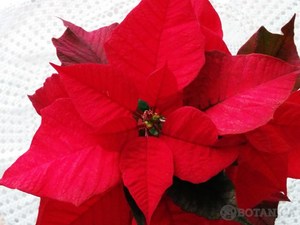 ポインセチアの育て方！クリスマス後も長持ちさせる管理のコツとは？