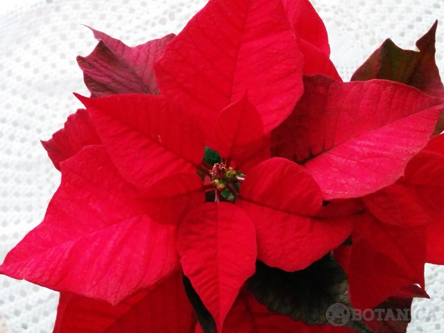 ポインセチアの育て方!クリスマス後も長持ちさせる管理のコツとは?のイメージ