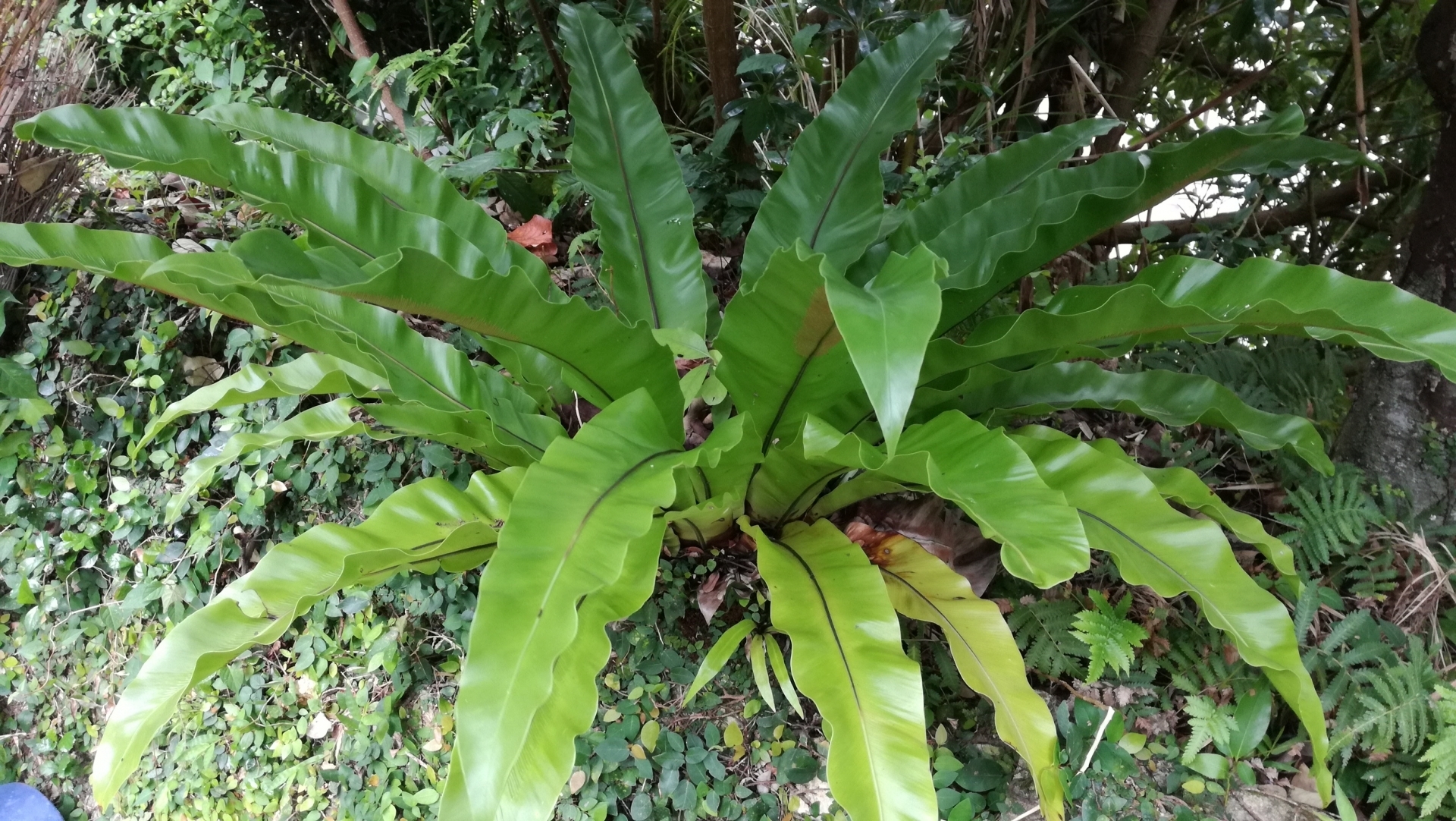 オオタニワタリとは？植物としての特徴や食材としての食べ方をご紹介！