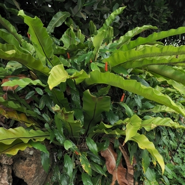 オオタニワタリの育て方！観葉植物としての上手な管理の仕方をご紹介！