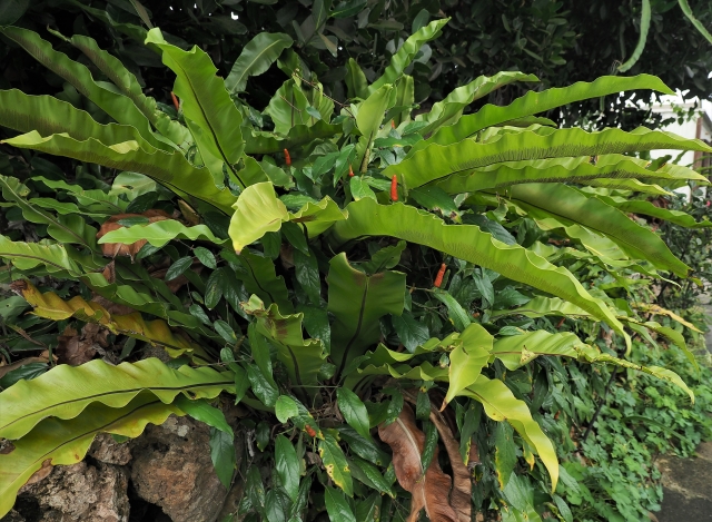 オオタニワタリの育て方!観葉植物としての上手な管理の仕方をご紹介!のイメージ