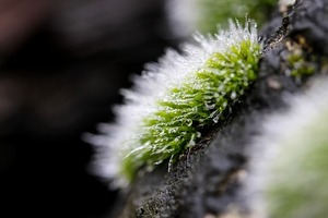 セラギネラとは？種類や特徴と育て方を解説！枯らさず管理するコツは？