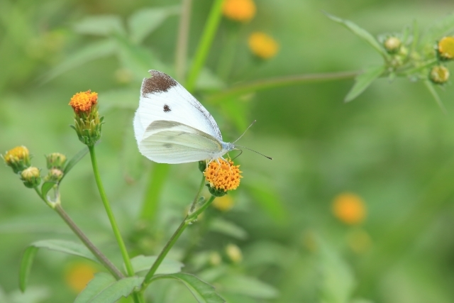 コセンダングサとは?その特徴や「ひっついた」時の取り方をご紹介!
