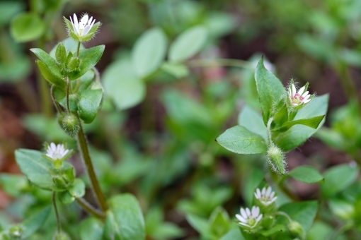コハコベとは?その特徴や生態をご紹介!ミドリハコベとの違いは?