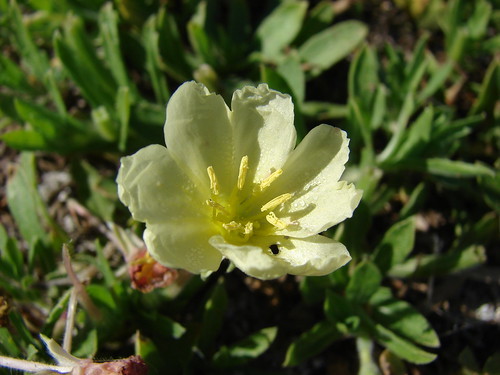 コマツヨイグサとは？海岸や海辺に生息する野草の特徴をご紹介！