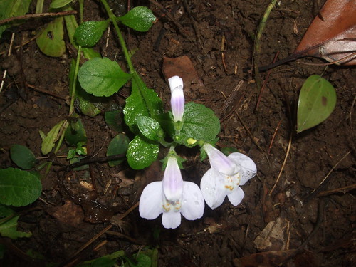 サギゴケとは？特徴や名前の由来を解説！ムラサキサギゴケとの見分け方は？