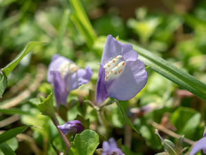 サギゴケの育て方！植え方・増やし方や寄せ植えの仕方をご紹介！