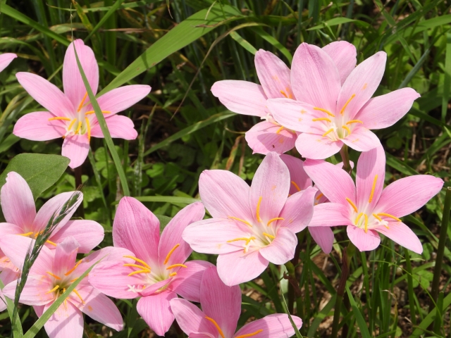 サフランモドキ(サフラン擬き)とは?特徴や育て方をご紹介!