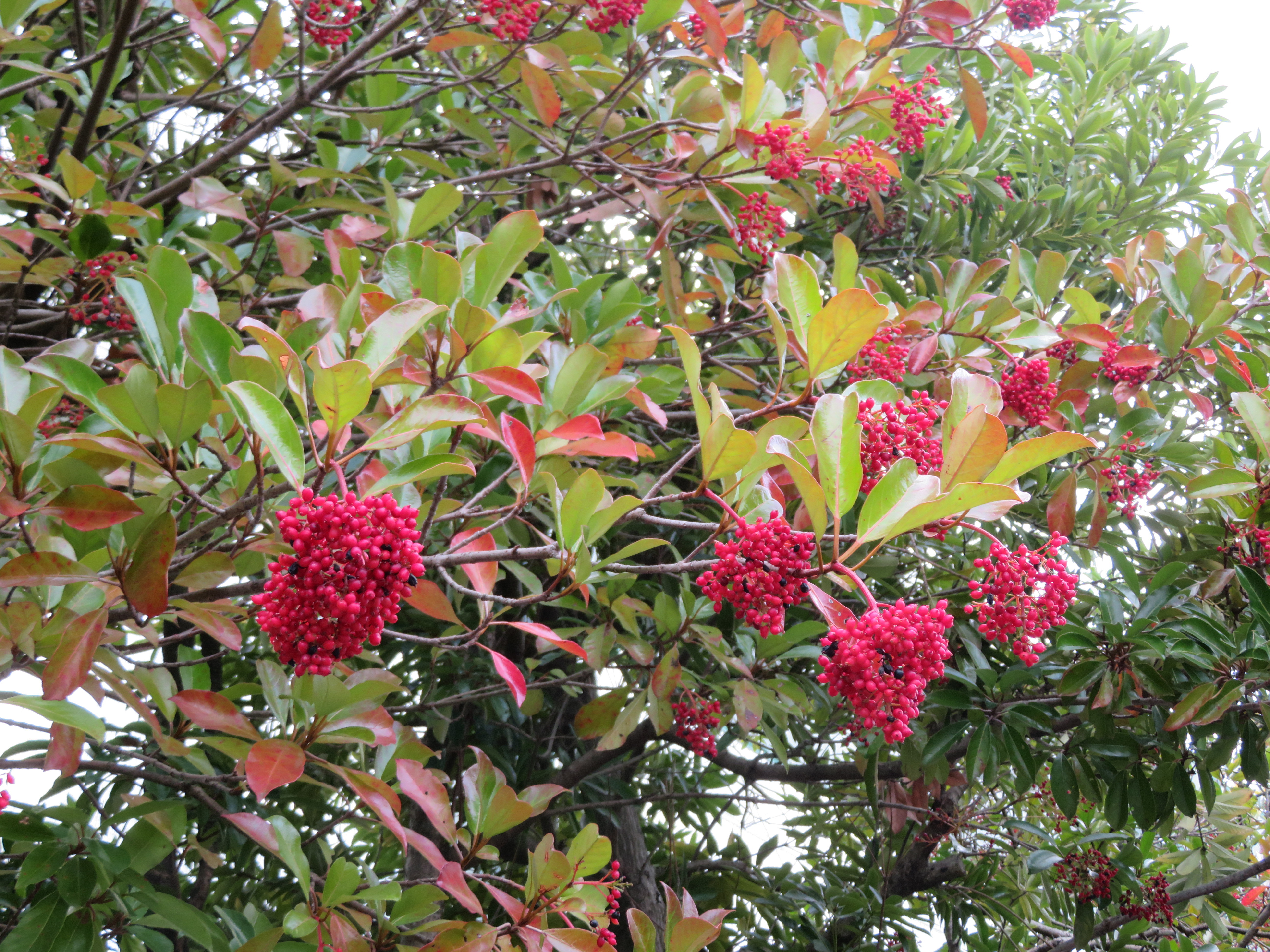 珊瑚樹（サンゴジュ）とは？特徴や育て方をご紹介！防火樹として用途は？