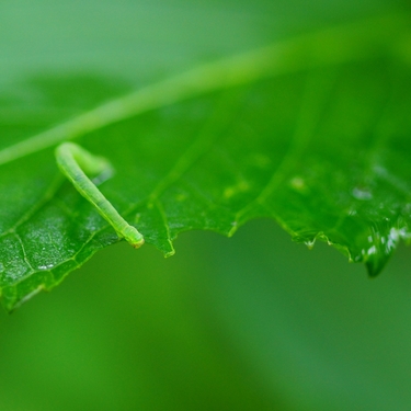 シャクトリムシの害虫としての駆除方法！発生原因や対策を解説！
