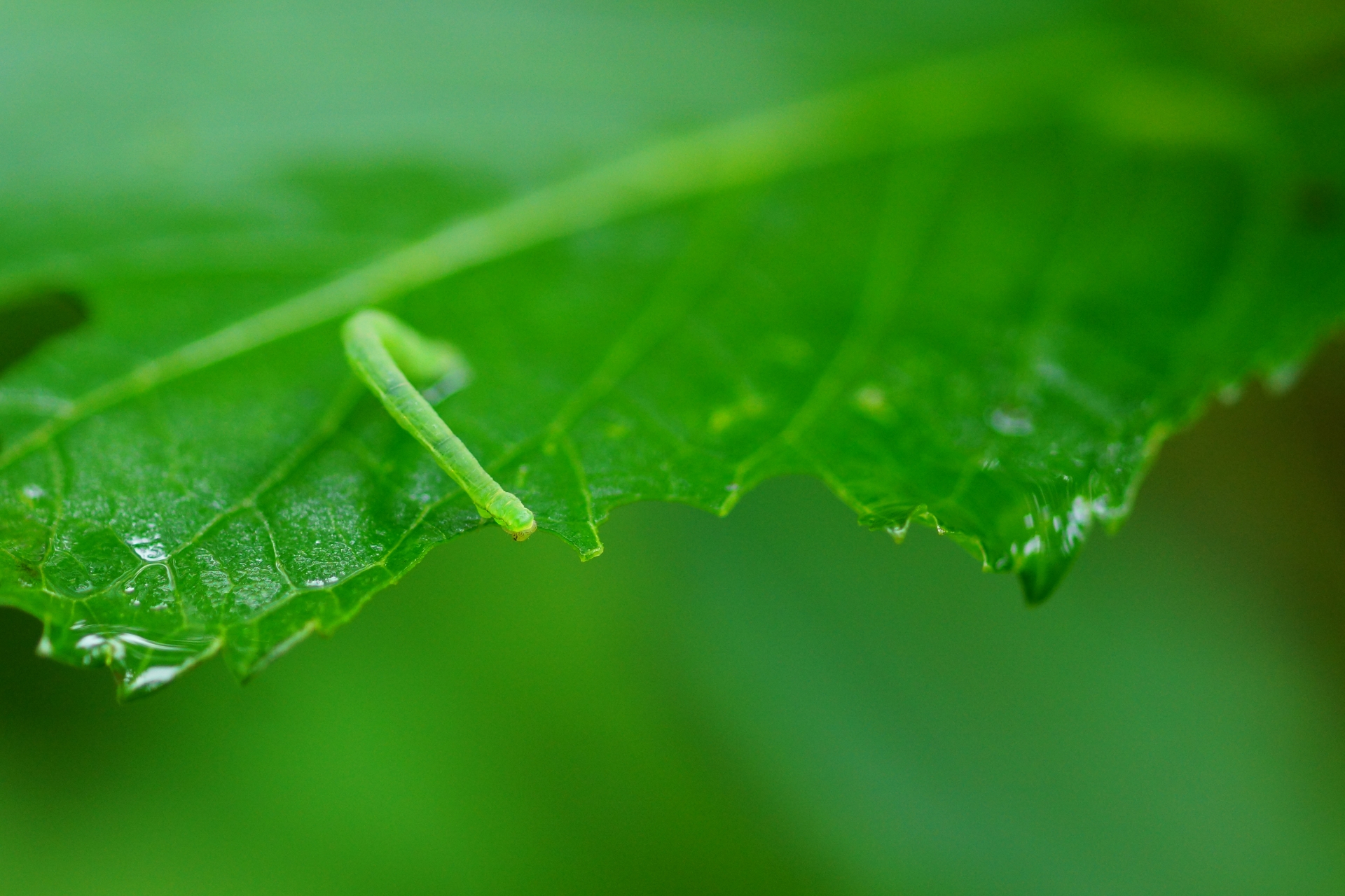 シャクトリムシの害虫としての駆除方法!発生原因や対策を解説!