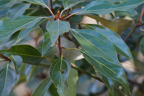 シロダモはどんな常緑樹？その特徴をご紹介！庭木として育てられる？のイメージ