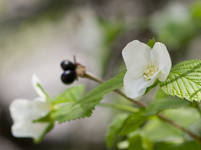 シロヤマブキ（白山吹）の育て方！挿し木での増やし方や越冬方法を解説！