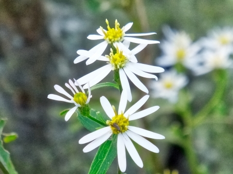 シロヨメナ(白嫁菜)とは?その特徴やイナカギクとの違いをご紹介!のイメージ