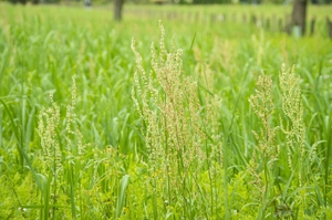 「スイバ」とは？薬用植物としての特徴・効果や利用法をご紹介！