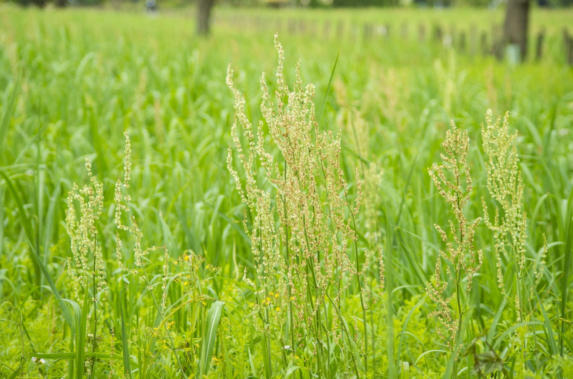 「スイバ」とは?薬用植物としての特徴・効果や利用法をご紹介!のイメージ