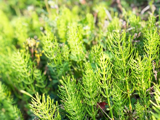 スギナの駆除・防除方法6選！効果的な予防法と退治方法をご紹介！