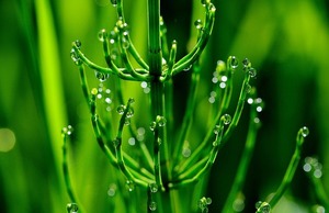 スギナを除草剤以外で防ぐ方法はある？無農薬で対処したい場合の対策！