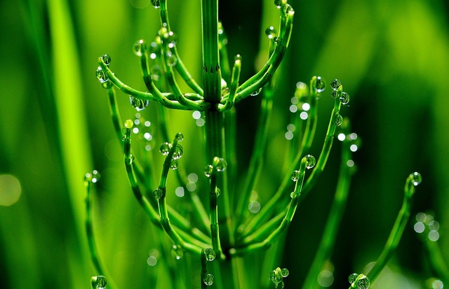 スギナを除草剤以外で防ぐ方法はある?無農薬で対処したい場合の対策!