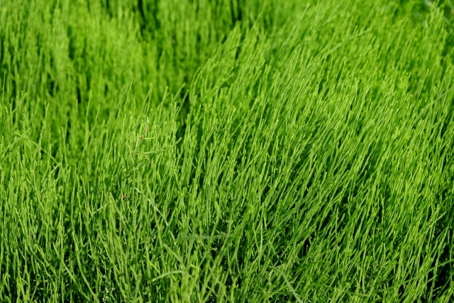 スギナに効果的に除草剤6選！おすすめの希釈倍率・散布方法も解説！