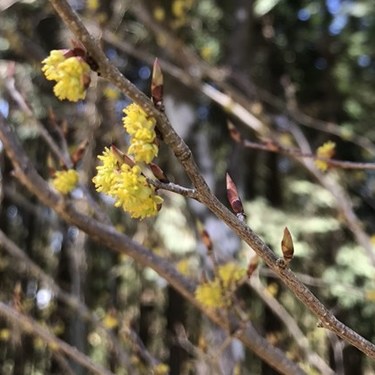 ダンコウバイとは？その特徴や庭木としての育て方をご紹介！