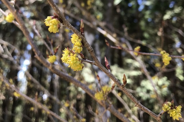 ダンコウバイとは?その特徴や庭木としての育て方をご紹介!