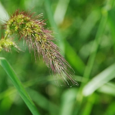チカラシバとは？特徴や名前の由来は？開花時期や群生地もご紹介！
