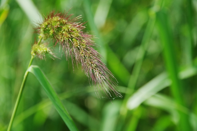 チカラシバとは？特徴や名前の由来は？開花時期や群生地もご紹介！のイメージ