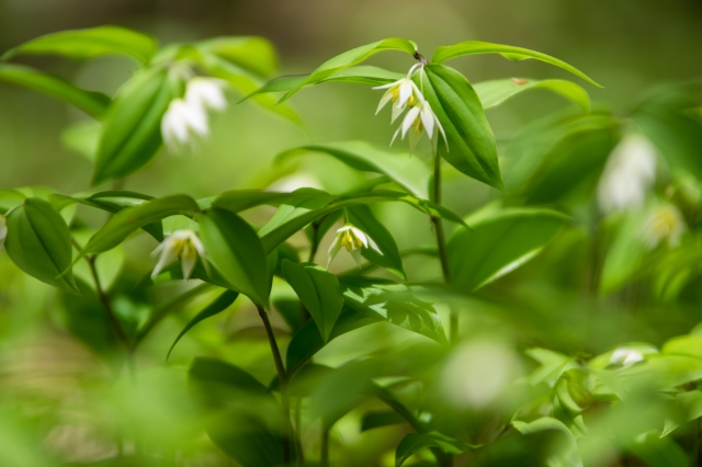 チゴユリ（稚児百合）とは？特徴・生態・花言葉や育て方をご紹介！