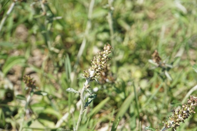 チチコグサとは?その特徴や芝生に生えた場合の駆除方法をご紹介!