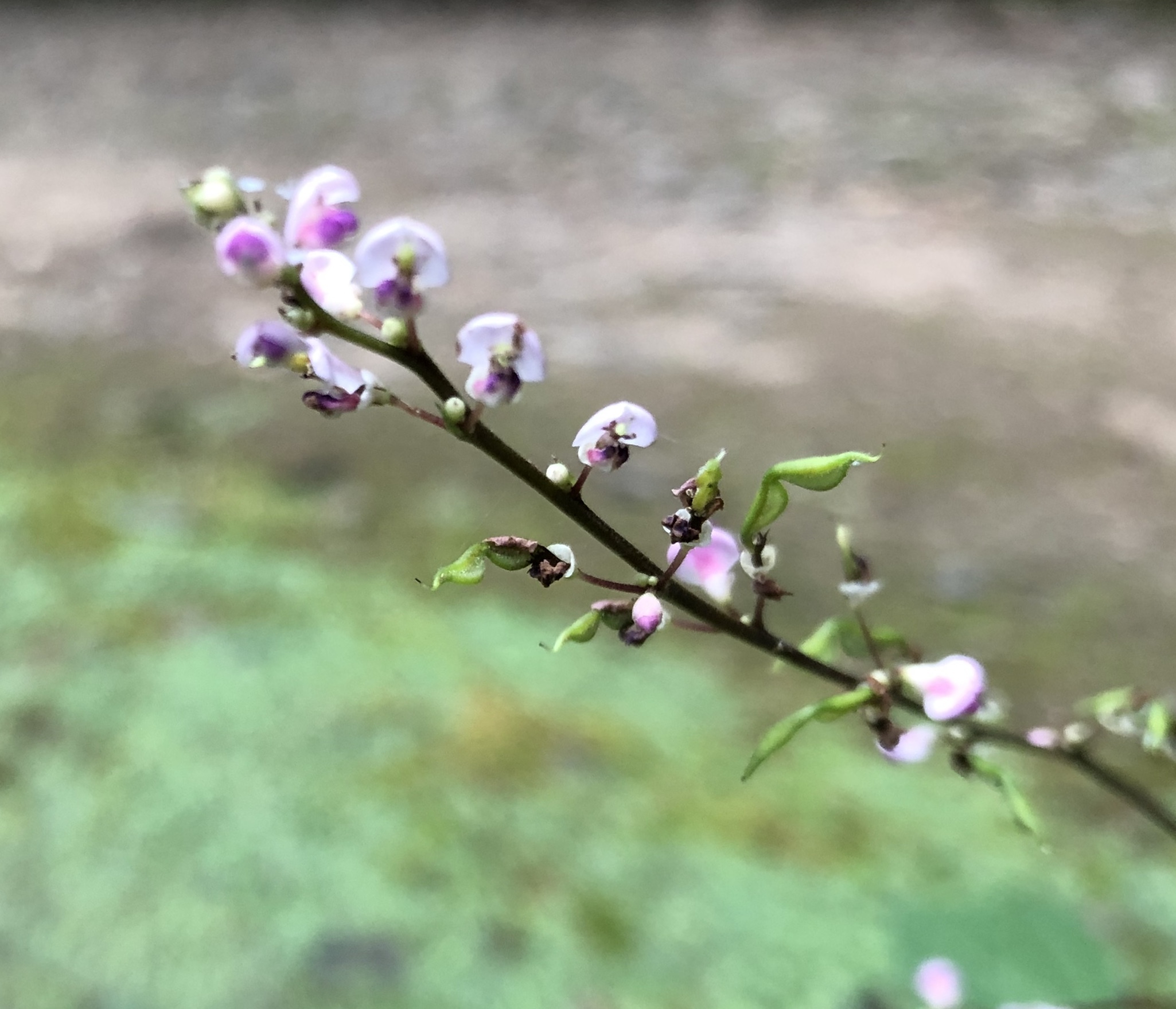 ヌスビトハギ(盗人萩)とは?名前の由来やくっつく特徴などをご紹介!