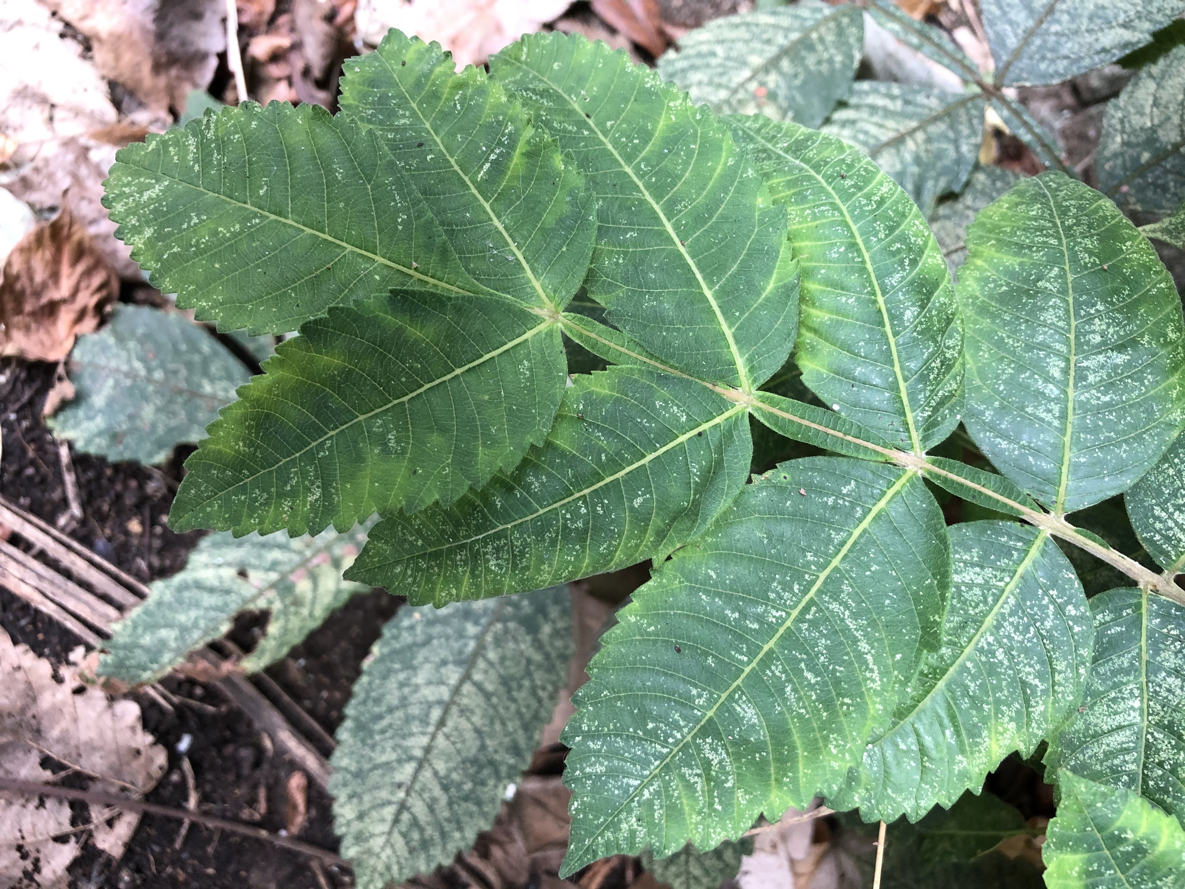 「ヌルデ」とはどんな樹木？特徴や紅葉の時期をご紹介！用途はある？