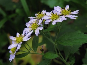 ノコンギク（野紺菊）とは？名前の由来や特徴をご紹介！コンギクとの違いは？