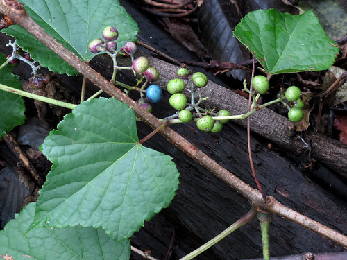 ノブドウ(野葡萄)とは?特徴・生息地をご紹介!食べられる?のイメージ