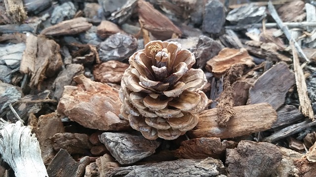 バークチップとは?用途やメリットをご紹介!ウッドチップとは違う?のイメージ