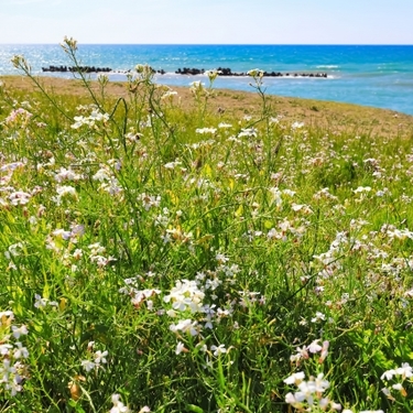 ハマダイコン（浜大根）の特徴と食べ方！食べられる野草ってホント？