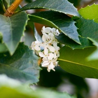 ヒイラギキンモクセイの育て方！植栽の時期や上手な剪定の方法を紹介！