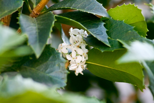 ヒイラギキンモクセイの育て方!植栽の時期や上手な剪定の方法を紹介!